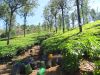 2015_03_05_nuwara_eliya_02.jpg